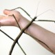 В Китае было поймано огромное насекомое