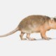 Ядовитые млекопитающие жили рядом с динозаврами