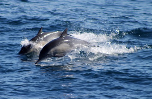 Убежище для дельфинов откроется в Балтиморе