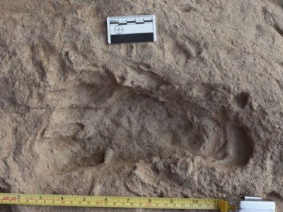 Окаменелый след , оставленный 1,5 миллиона лет назад