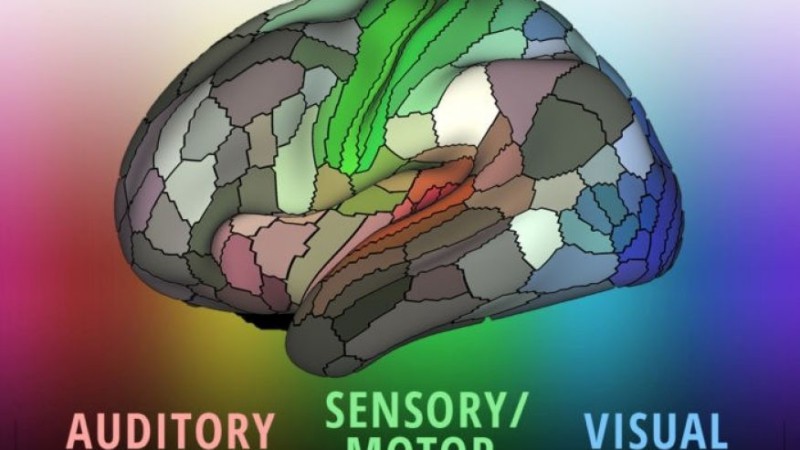 Ученые представили новую карту мозга