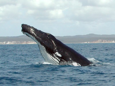 Горбатые киты защищают сородичей