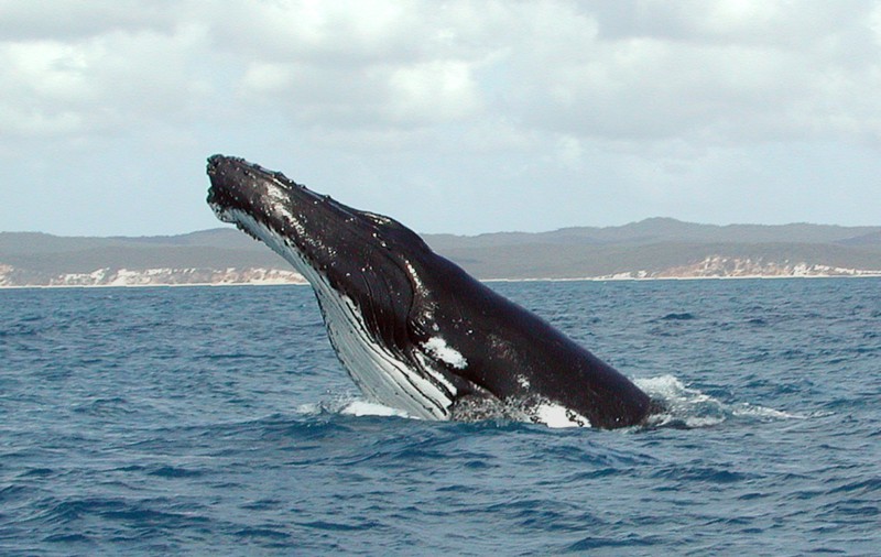 Горбатые киты защищают других животных