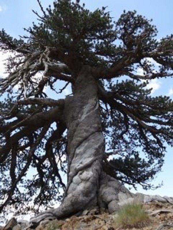 Старейшее дерево Европы не скрылось от ученых