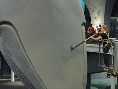 Мойка кита в американском музее