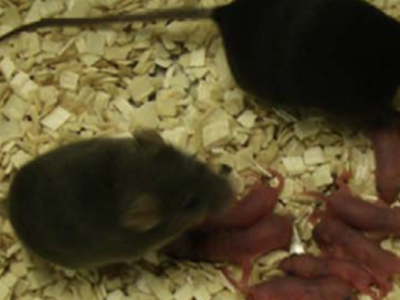 Оплодотворение эмбриона привело к рождению  мышат