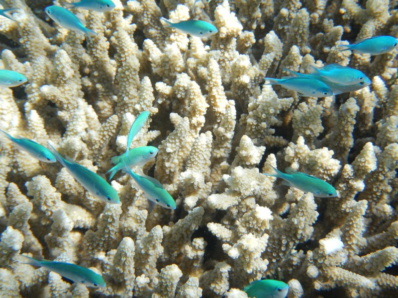 Ученые спасают Большой Барьерный риф
