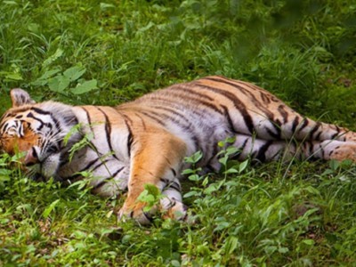 Тигр Влад