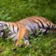 Владивостокского городского тигра назвали Владом