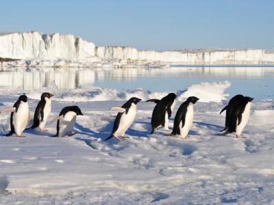 Что едят пингвины