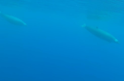 Редкий зубчатый кит попал в объективы видеокамер