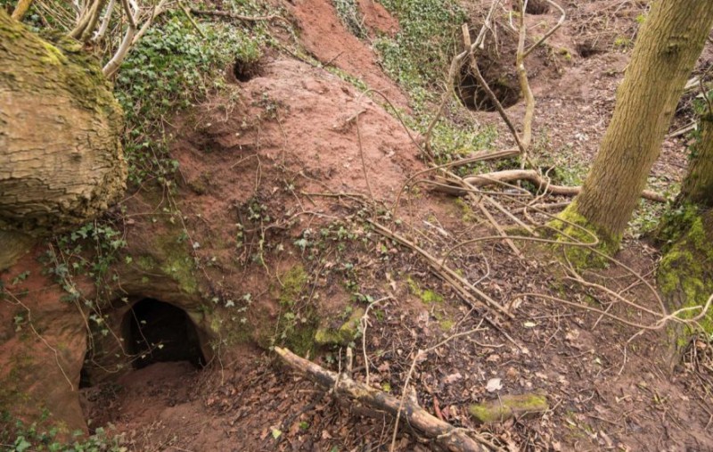 Кролик прятал пещеру тамплиеров