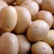 Марс может стать картофельной плантацией
