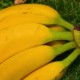 Бананы помогут управлять артериальным давлением