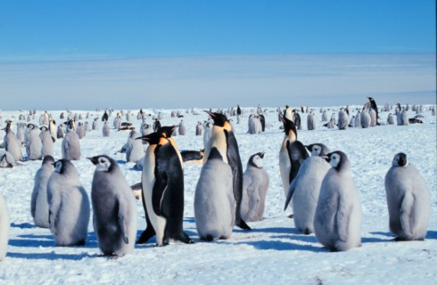 Пять мест мира, где можно увидеть пингвинов