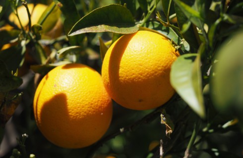 Самый простой способ почистить апельсин
