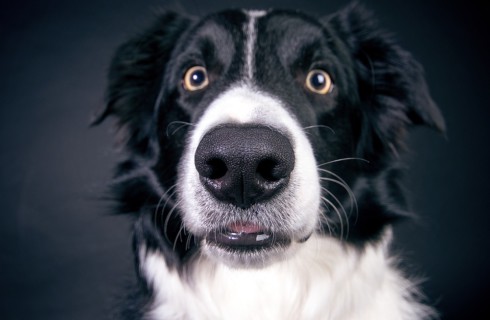Миф разрушен: люди чувствуют запах не хуже собак