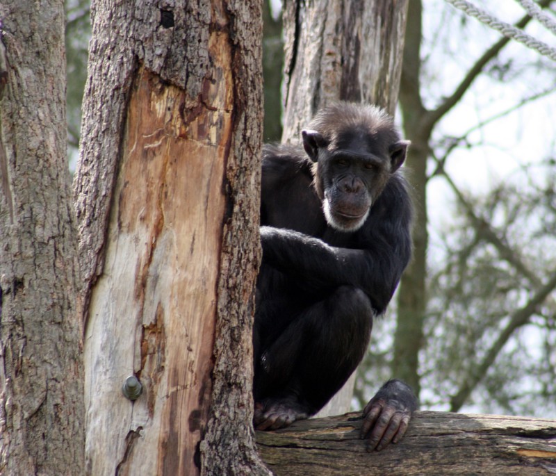 Шимпанзе любят передразнивать людей