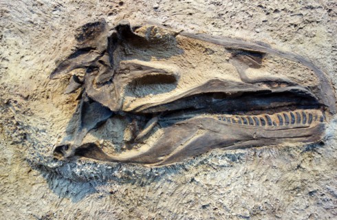 Сломанные кости динозавров нашли в Красноярском крае