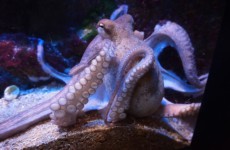 Осьминоги не переносят одиночества