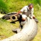 Настоящий Крокодил Данди живет в Австралии