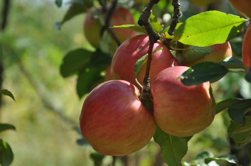 Топ-8 невероятных преимуществ яблок
