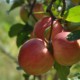 Топ-8 невероятных преимуществ яблок