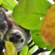 Десять важных фактов о ленивцах, которые вы не знали
