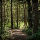 Найдены первые физические доказательства, насколько лес хорош для мозга