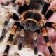 10 фактов о загадочных тарантулах