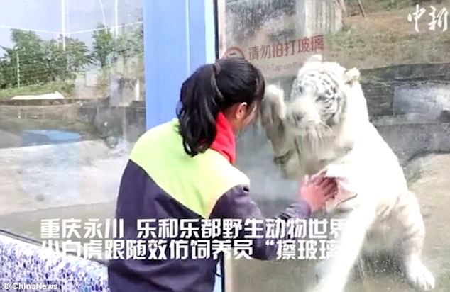Белый тигр научился чистить стекло