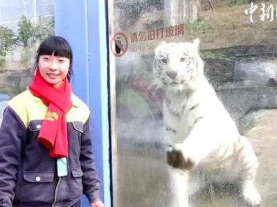 Белый тигр чистит стекло