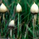 Волшебные грибы спасут от депрессии