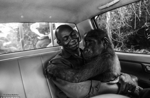 Маленькая спасенная горилла помогла фотографу завоевать важную премию