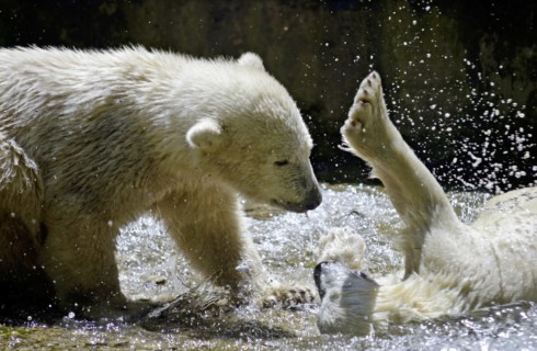 Лучшие 10 фактов о белых медведях