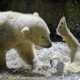 Лучшие 10 фактов о белых медведях