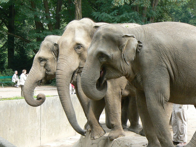 Топ-10 фактов об огромных, но нежных слонах
