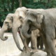 Топ-10 фактов об огромных, но нежных слонах