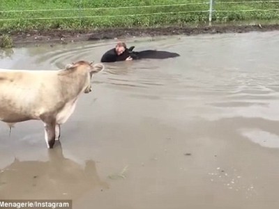Спасение коровы