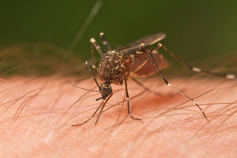 Топ-10 фактов о комарах