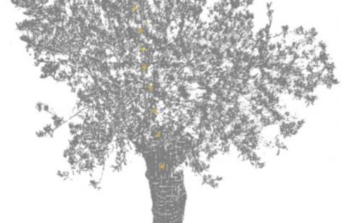 Ученые выявили странные движения деревьев по ночам