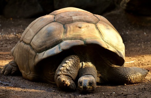 Топ-10 вещей, которые вы не знали о черепахах