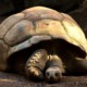 Топ-10 вещей, которые вы не знали о черепахах