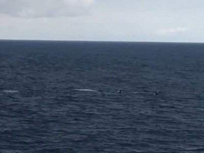 Клюворылые киты