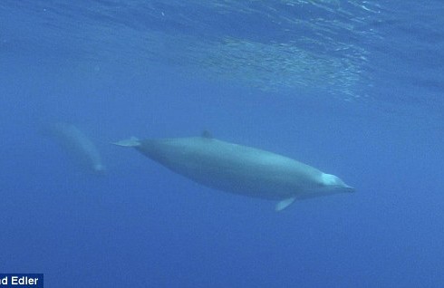 Редкие киты снова встретились в Северной Атлантике