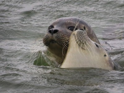 Спасенные тюлени