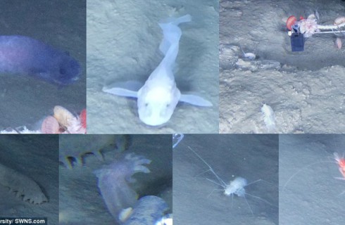 В океане нашлись три новых прозрачных существа