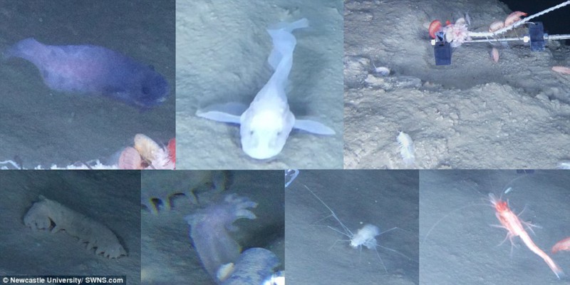 В океане нашлись три новых прозрачных существа