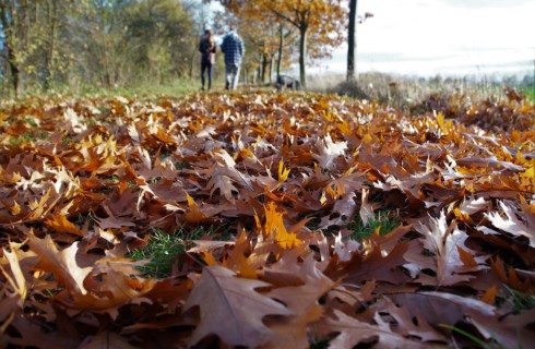 Опавшие листья – актив, а не проблема, или Почему нельзя убирать их осенью