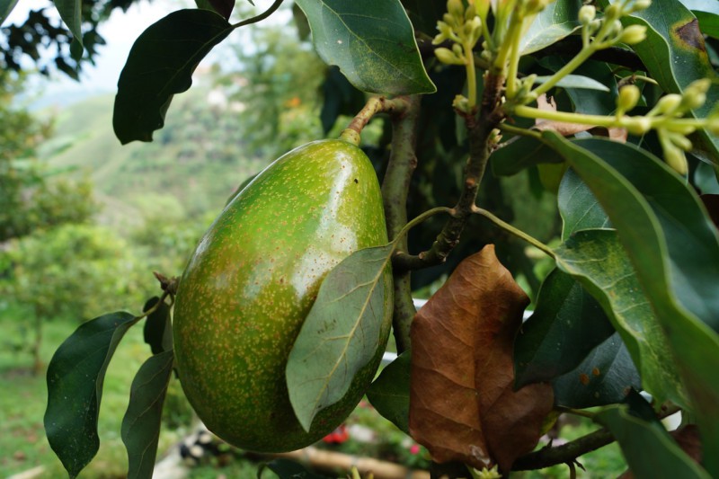 Как помочь организму полностью, съедая всего один авокадо в день